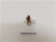 藏品(雙斑馬蜂)的圖片